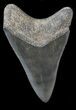 Sharp Lower Megalodon Tooth - Georgia #30371-2